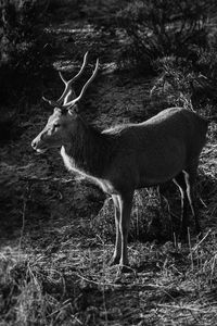 Deer standing on field