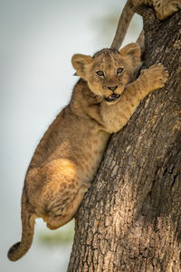 Portrait of lion cub climbing on tree trunk