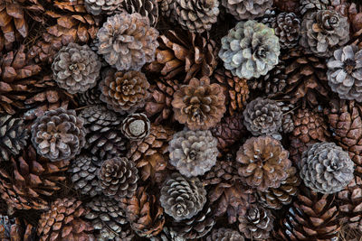 Full frame shot of pine cones