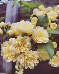 Close-up of yellow flowers