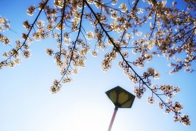 Low angle view of tree against clear sky