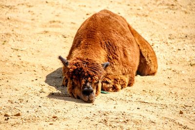 Brown alpaca in a field