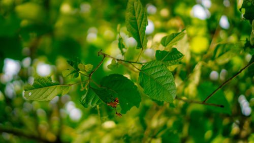 Close-up of fresh green leaves on plant