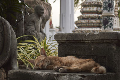 Close-up of lion statue