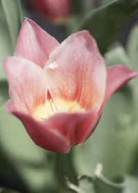 Close-up of day lily blooming outdoors