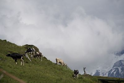 Horses on a field