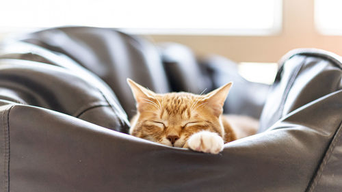 Cat sleeping on sofa