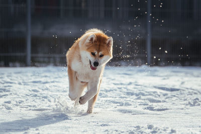 Dog running on snow