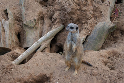 Portrait of monkey sitting on rock