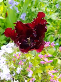 Close-up of red rose on plant