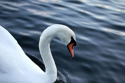 Close-up of swan swimming in lake