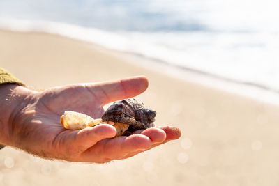 Midsection of person holding shell on sea shore