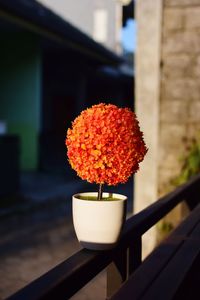 Close-up of orange rose flower on railing against building