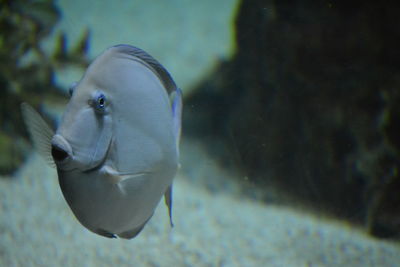 Close-up of fish swimming in aquarium