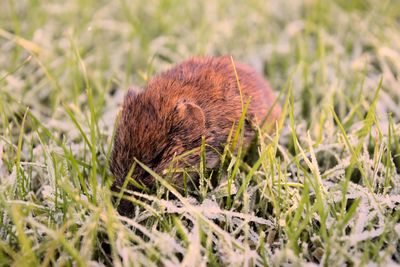 Close-up of mouse on frozen grass