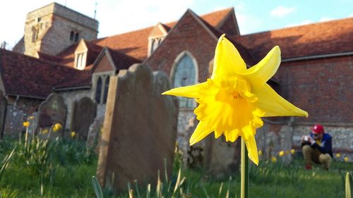 Close-up of flowers against built structure