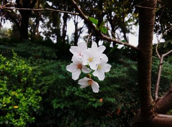 Close-up of white flowers blooming on tree