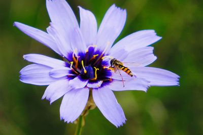 Close-up of bee pollinating flower
