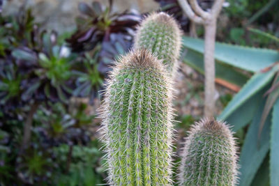Close-up of succulent plant on field