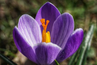 Close-up of purple crocus flower