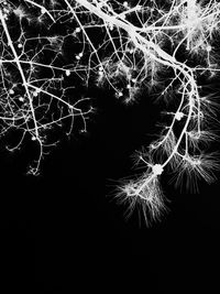 Low angle view of bare trees against sky at night