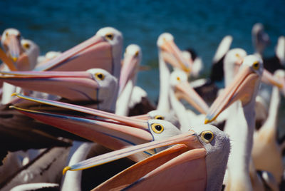 Close-up of pelican on sea