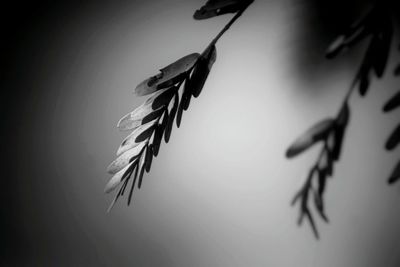 Close-up of plant against water