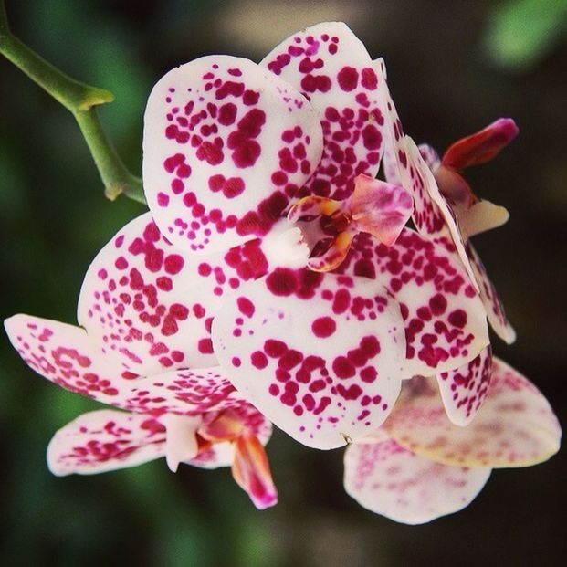 flower, petal, freshness, flower head, fragility, beauty in nature, close-up, focus on foreground, growth, blooming, nature, pink color, plant, single flower, pollen, in bloom, no people, day, outdoors, selective focus