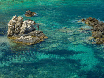 High angle view of coral in sea