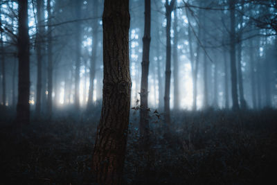 Trees growing at forest