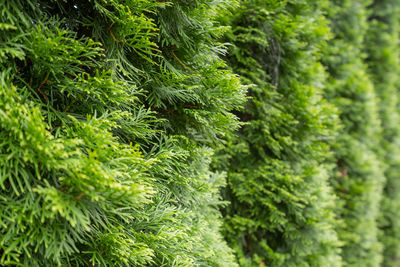 Close-up of pine tree