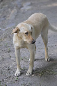 Close-up of dog on field