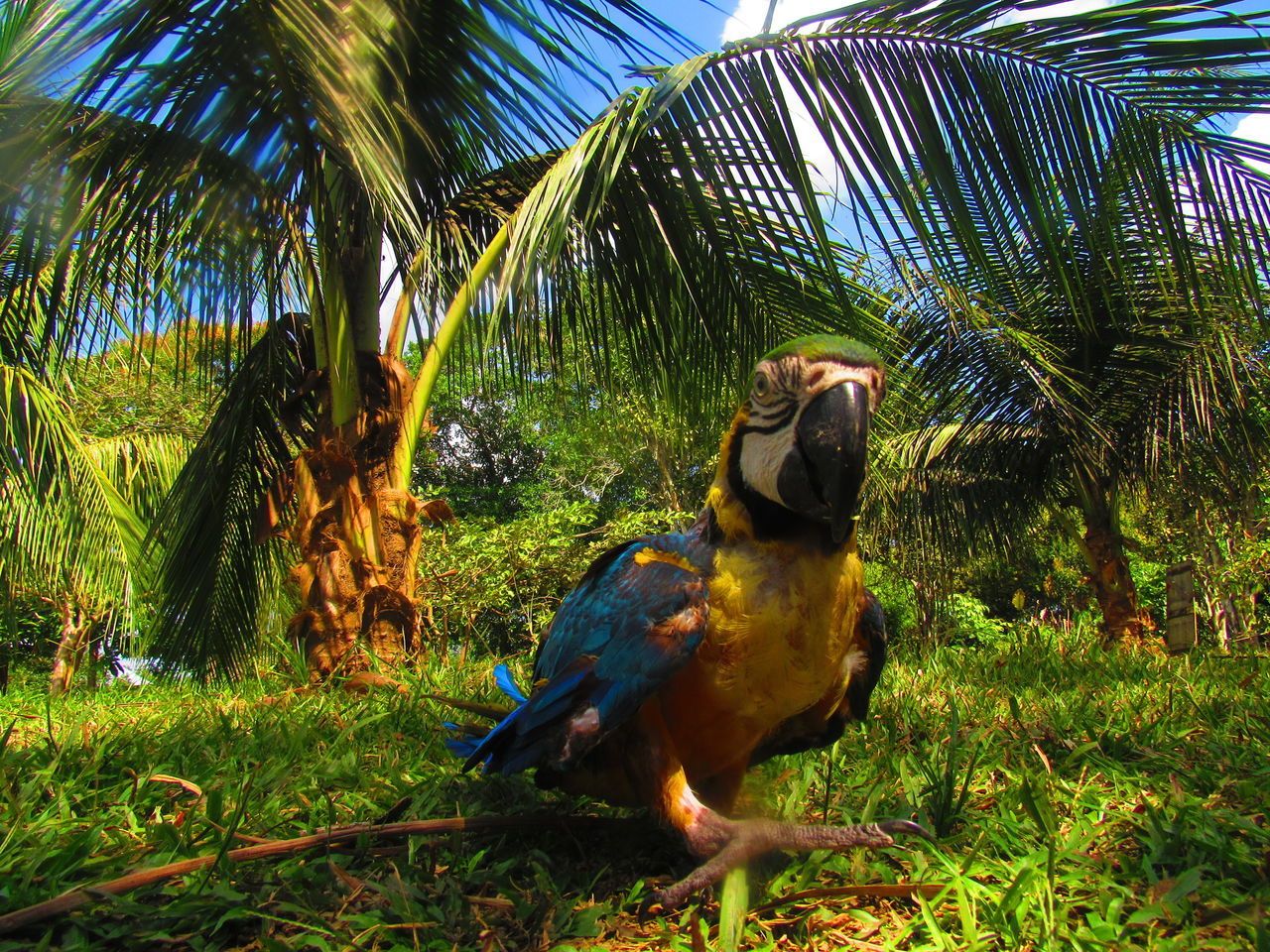 Guacamayo azulamarillo