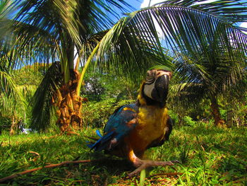 View of bird perching on palm tree