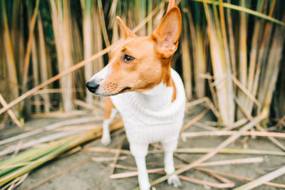 Close-up of dog looking away