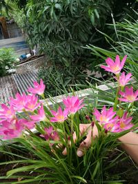 Close-up of pink flowers