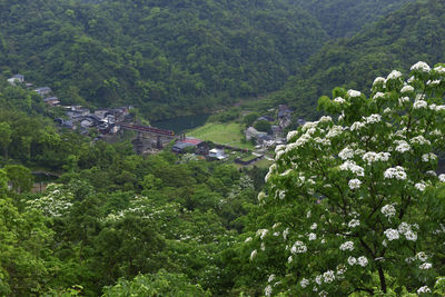 Scenic view of flowering trees and mountains