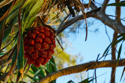 Low angle view of fruits on tree