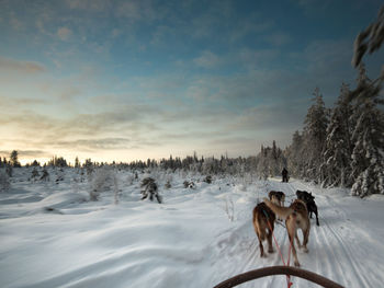 Dogs on snow field against sky