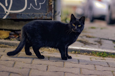Portrait of black cat standing on footpath