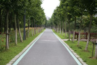 Empty road amidst trees in park