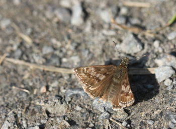 Close-up of butterfly on leaf