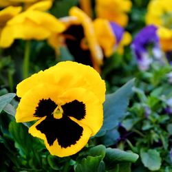 flowering plant