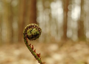 Close-up of plant against blurred background