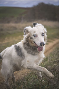 A border collie with bright blue eyes is playing and acts crazy