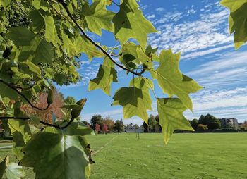 Leaves on field against sky