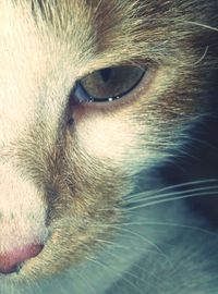 one animal