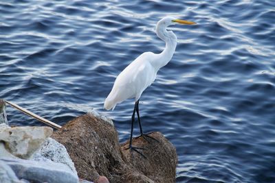 Bird perching on rock by lake 