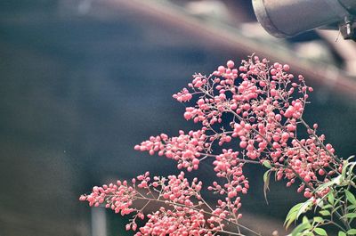 Close-up of pink cherry blossom flowers