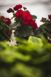 Close-up of red rose flower